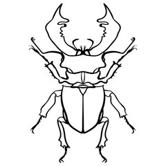 Fototapeta premium Beetle deer. Horned Beetle. Big Insect Line art