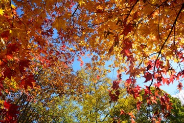 楓の紅葉