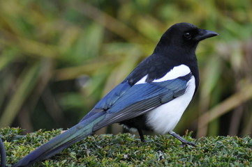 magpie