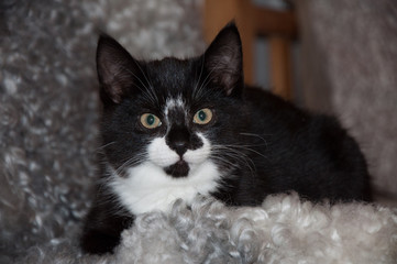 A little kitten looking in to the camera