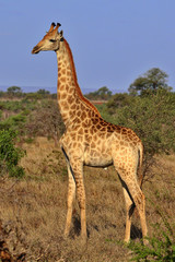 South Africa