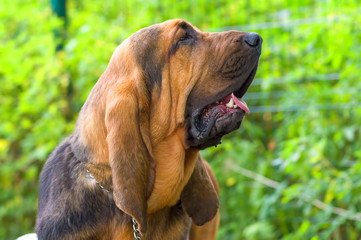 Bloodhound Puppy close-up - obrazy, fototapety, plakaty
