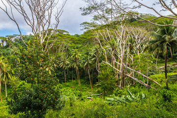 Végétation de Huahiné