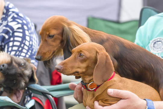 Typical Dachshund Close-up