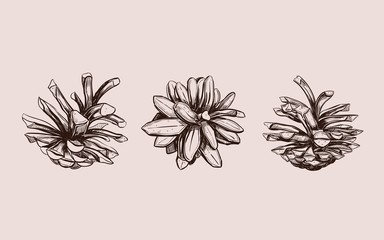 Pine cone . Vector hand drawn illustration. Isolated objects. Christmas cones set in sketch style. Fir-tree cones