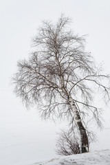 solitary winter birch