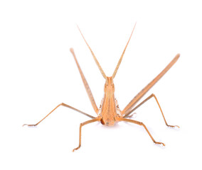 Brown grasshopper isolated on white background.