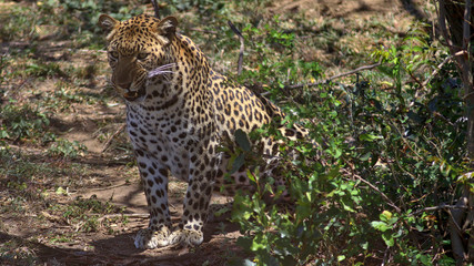 South Africa