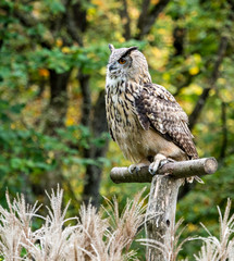 Uhu -  Bubo bubo