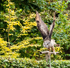 Uhu -  Bubo bubo