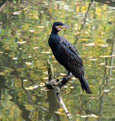 Kormoran - Phalacrocorax carbo