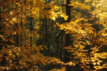 rowan trees in autumn forest illuminated by the sun