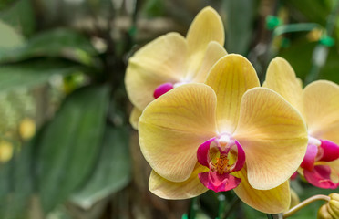 Fototapeta na wymiar yellow orchid flower in the garden