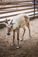 Obraz premium Animals in the open zoo on the street. A young deer lies and stands on the background of dry hay.