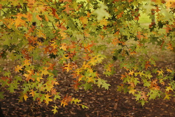 Otoño
