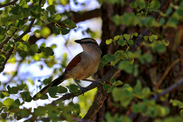 South Africa