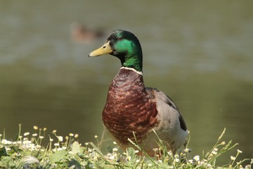 male mallard in the grass. Wild duck.  Watter bird in the nature habitat