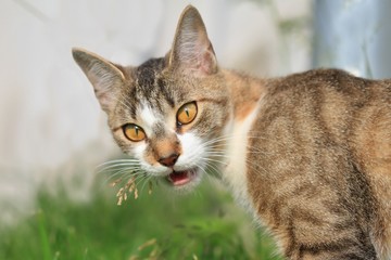 Funny colorful domestic cat with big eyes. felis silvestris