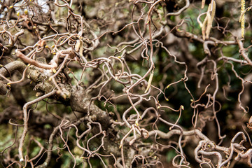 radici in primo piano