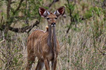 South Africa