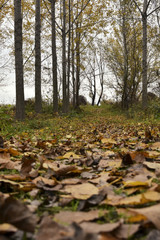 Autumn trees and leaves in forest