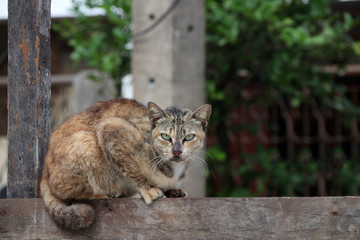 Naklejka na ściany i meble Striped dark brown color of cat laying down on the square wood. a small domesticated carnivorous mammal with soft fur, a short snout, and retractile claws. It is widely kept as a pet.