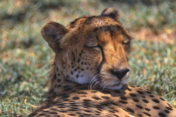 South Africa