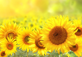 Sonnenblumen auf verschwommenem sonnigen Hintergrund