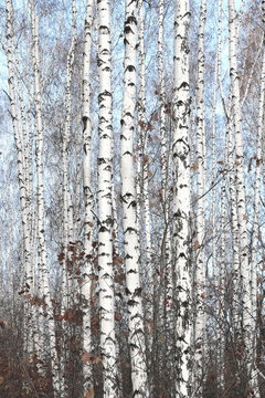 Fototapeta Trunks of birch trees in forest / birches in sunlight in spring / birch trees in bright sunshine / birch trees with white bark / beautiful landscape with white birches