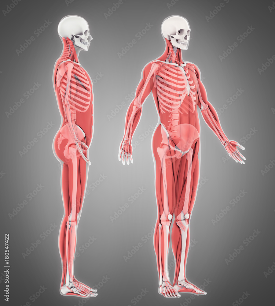 Canvas Prints Human Skeleton and Muscle Anatomy