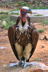 South Africa