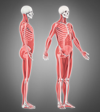 Human Skeleton and Muscle Anatomy