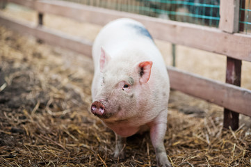 Animals in the open zoo on the street. The big pink pig is looking for food.