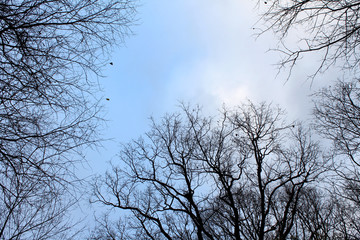 Fototapeta na wymiar Black tree branches against the blue sky.