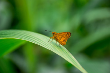 butterfly