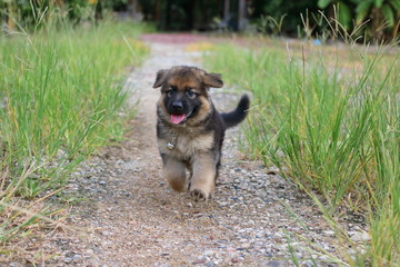 Happy lovely German Shepherd puppy running in green grass nature on the yard.