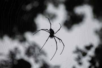 spider