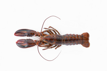 Raw canadian lobster on white background for cooking menu