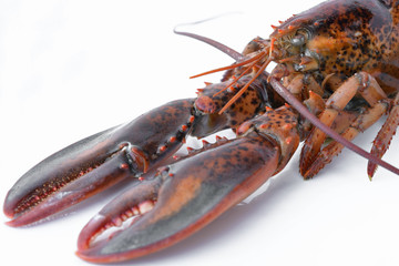Raw canadian lobster on white background for cooking menu