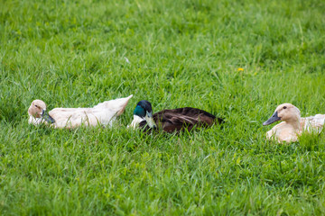 Beautiful ducks hiding in bright green grass close