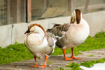 Beautiful geese stand and clean feathers close