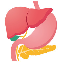 臓器　肝臓　膵臓　胃　胆嚢