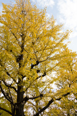 Yokoamicho Park in autumun / Yokoamicho Park is a Tokyo metropolitan park in Yokoami, Sumida-ku, Tokyo Japn.