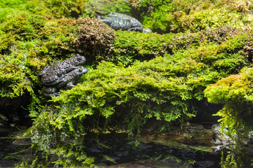 closeup of black toads mating on wet moss