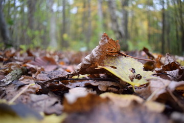 Forest
