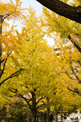 Yokoamicho Park in autumun / Yokoamicho Park is a Tokyo metropolitan park in Yokoami, Sumida-ku, Tokyo Japn.