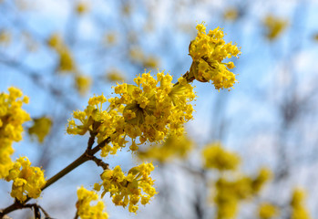 Photo of blooming yellow twig dogwood in garden in spring