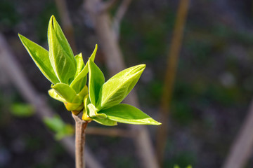 Photo of a young tree branch on dark background
