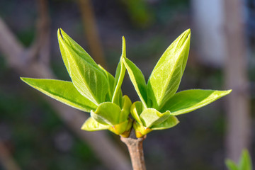 Photo of a young tree branch on dark background