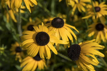 Rudbeckia fulgida var. speciosa